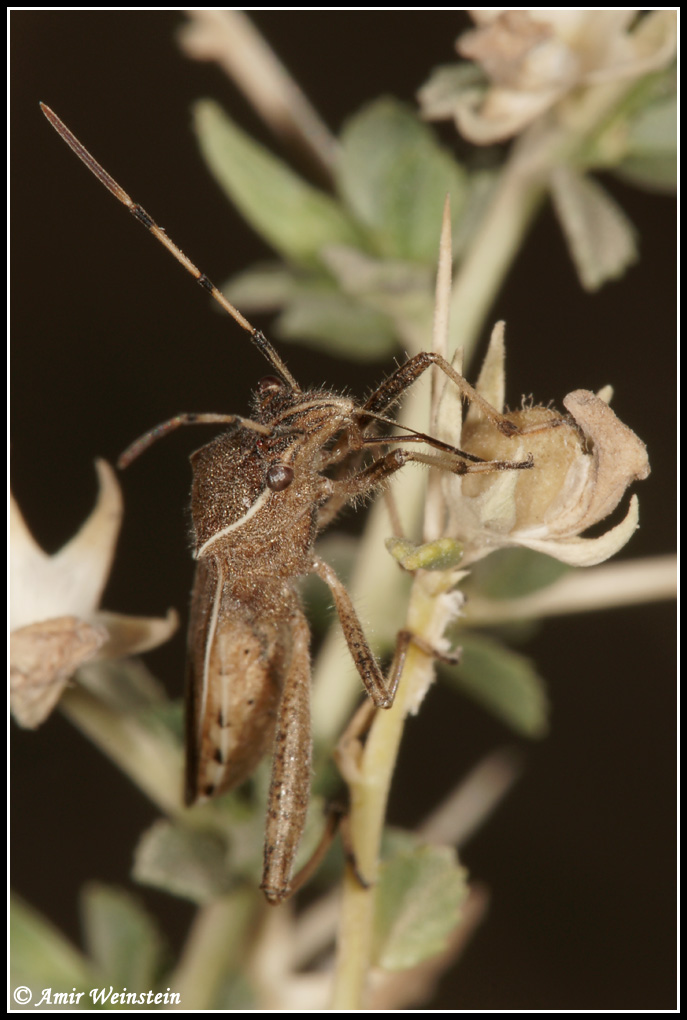 Heteroptera  d''Israele